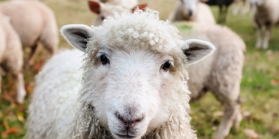Merino výrobky z ovčí vlny