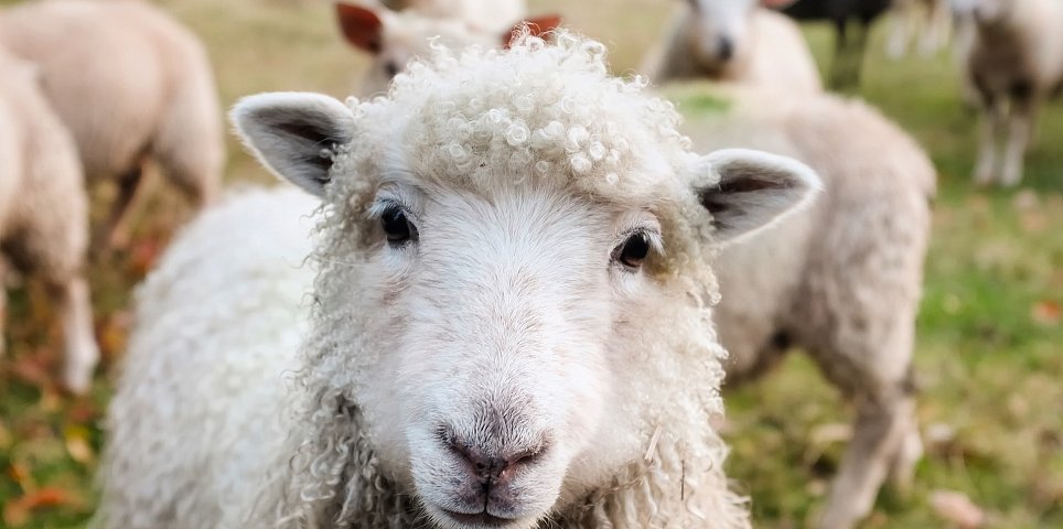 Merino výrobky z ovčí vlny